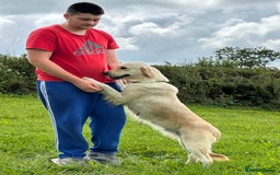 Golden Retriever dogs for sale: (Rain) Beautiful adult golden retriever for sale  - Image 8