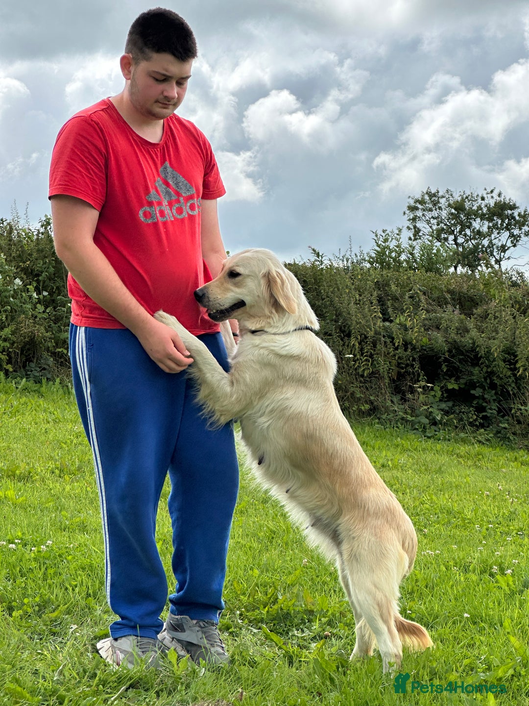 Golden Retriever dogs for sale: (Rain) Beautiful adult golden retriever for sale  - Image 8