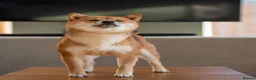 Japanese Shiba Inu dogs for sale: Exclusive Japanese Shiba Inu Puppies  🇯🇵 - Advert 5