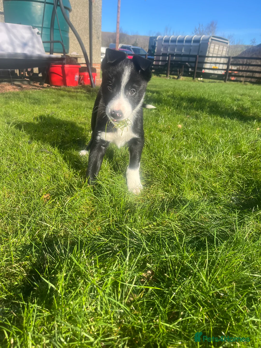 Border Collie dogs for sale: Gorgeous Border collie puppy for sale  - Advert 7