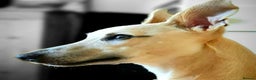 Whippet dogs for stud: Whippet for stud (KC reg; pedigree) Dorset. 20" in Sherborne - Advert 22