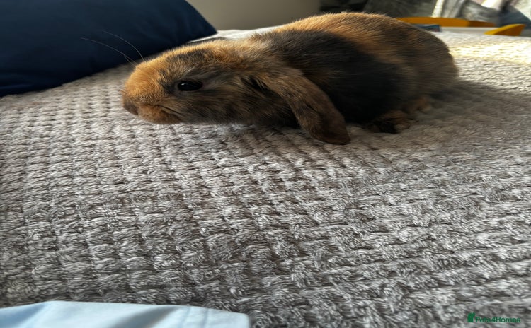 Dwarf Lop rabbits - Advert 1