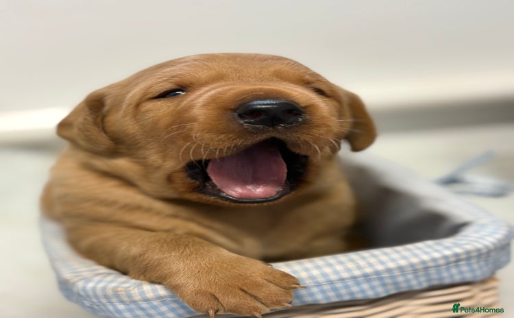 Labrador Retriever dogs - Advert 1