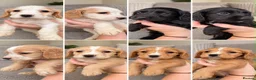 Cocker Spaniel dogs for sale: KC REGISTERED WORKING COCKER SPANIEL PUPPIES - Advert 1