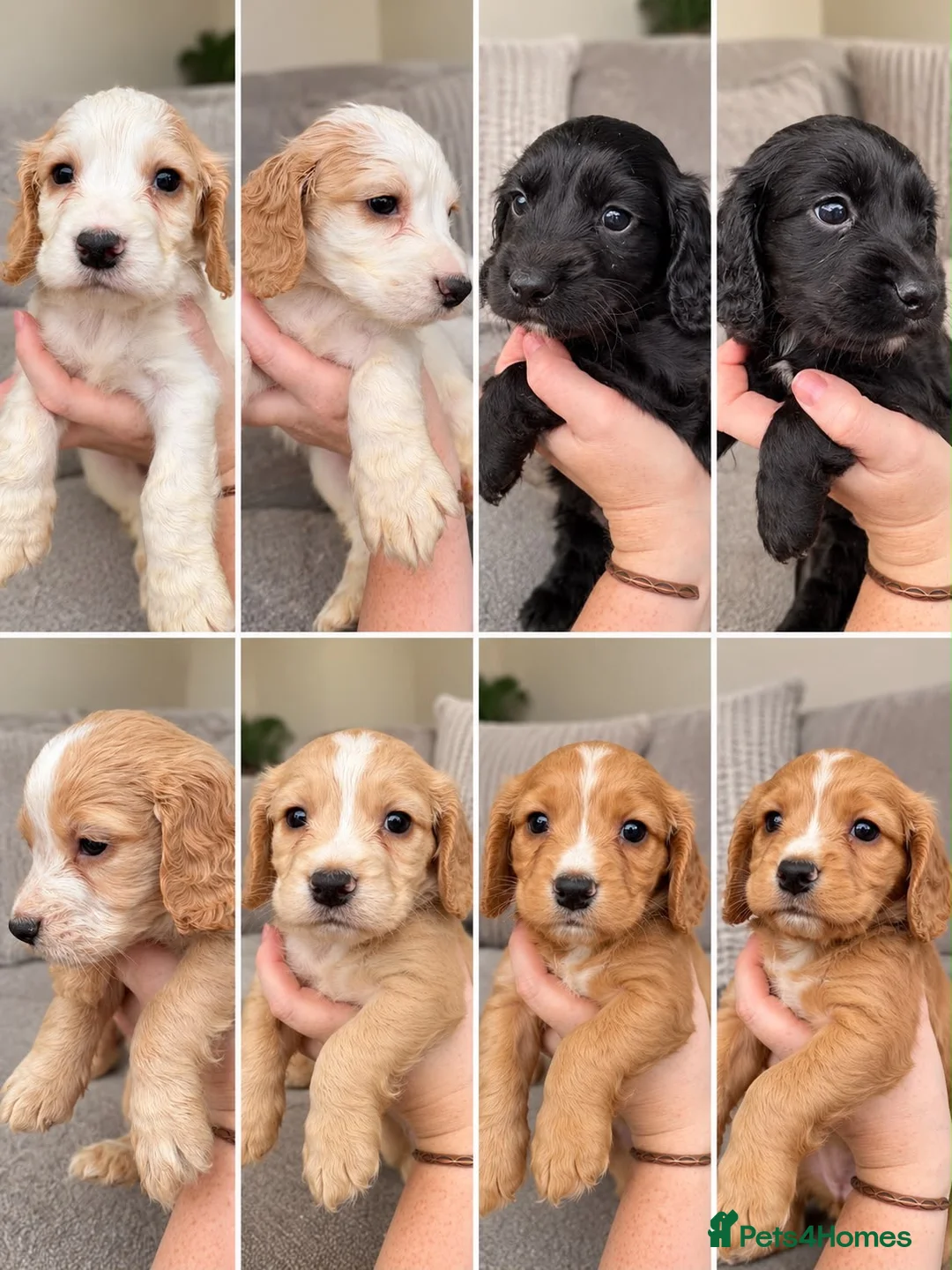 Cocker Spaniel dogs for sale: KC REGISTERED WORKING COCKER SPANIEL PUPPIES - Advert 1