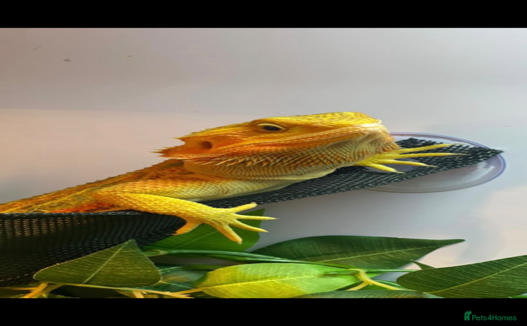 Dragon reptiles - Advert 1