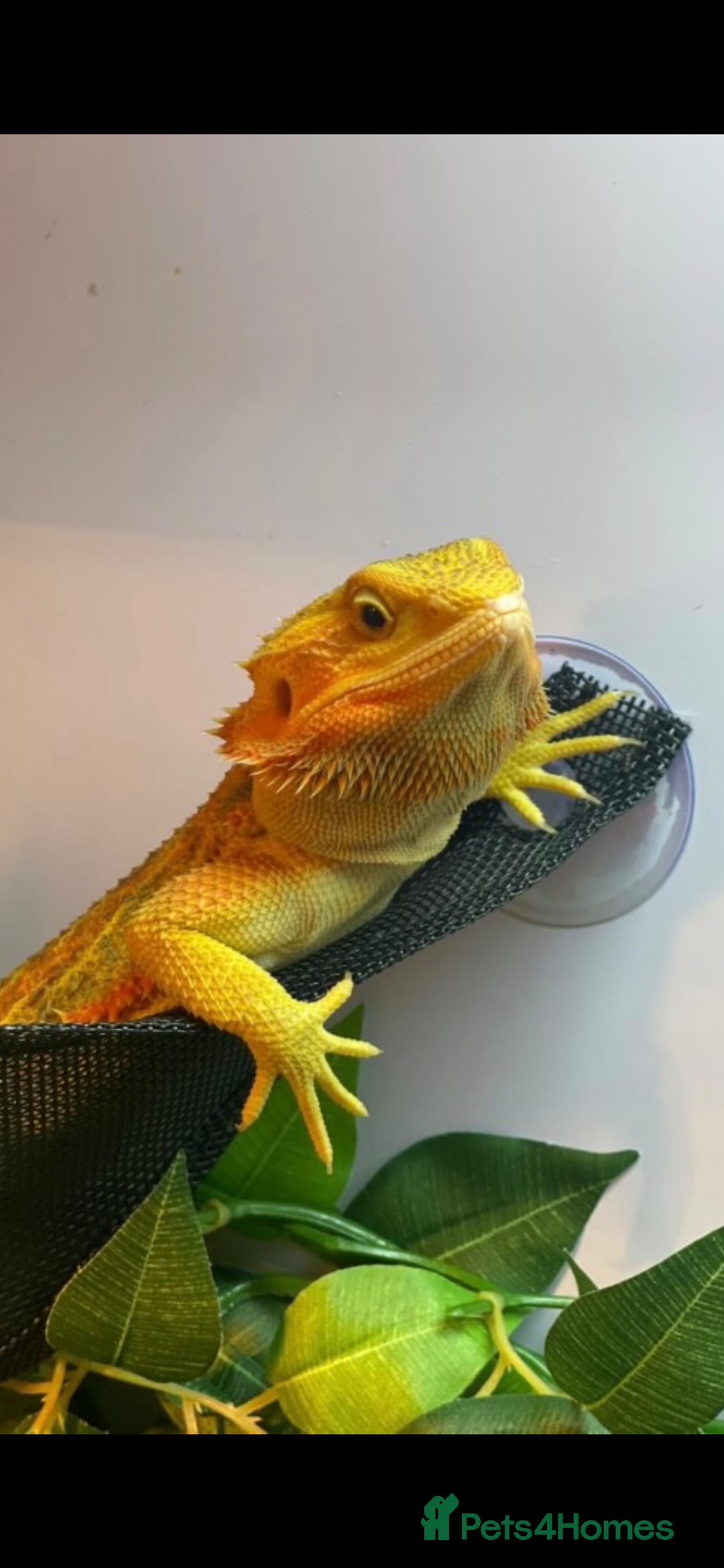 Dragon reptiles for sale: Bearded dragon  - Image 1