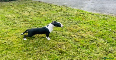 Bull Terrier dogs - Advert 2