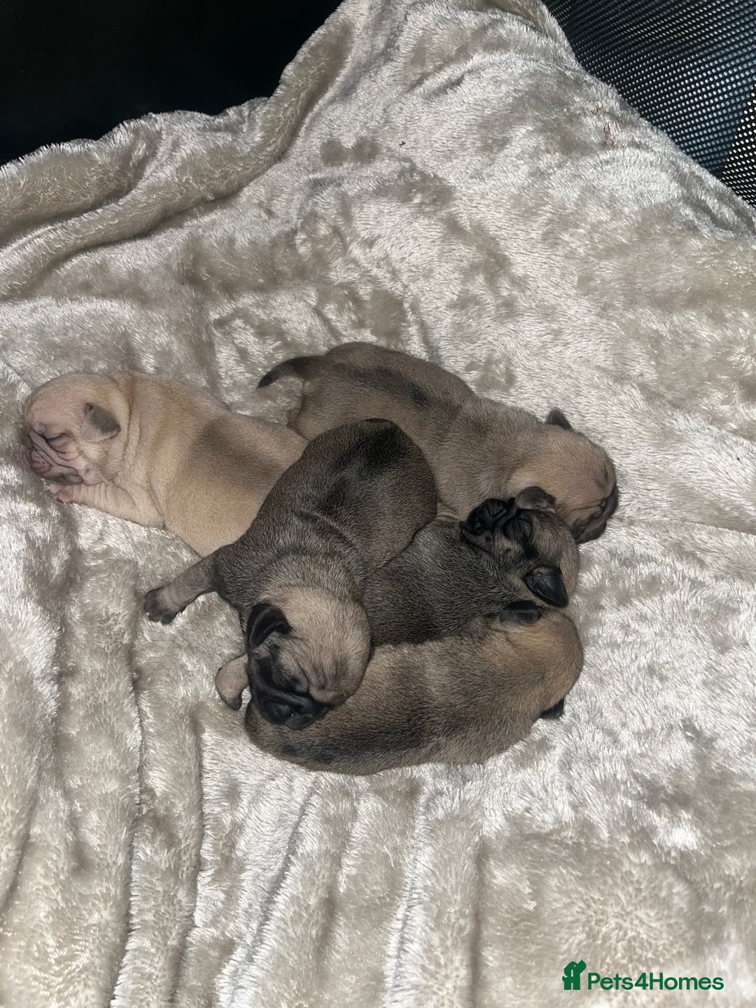 Pug dogs for sale: 2 boys 3 girls pugs for sale leeds  - Advert 5