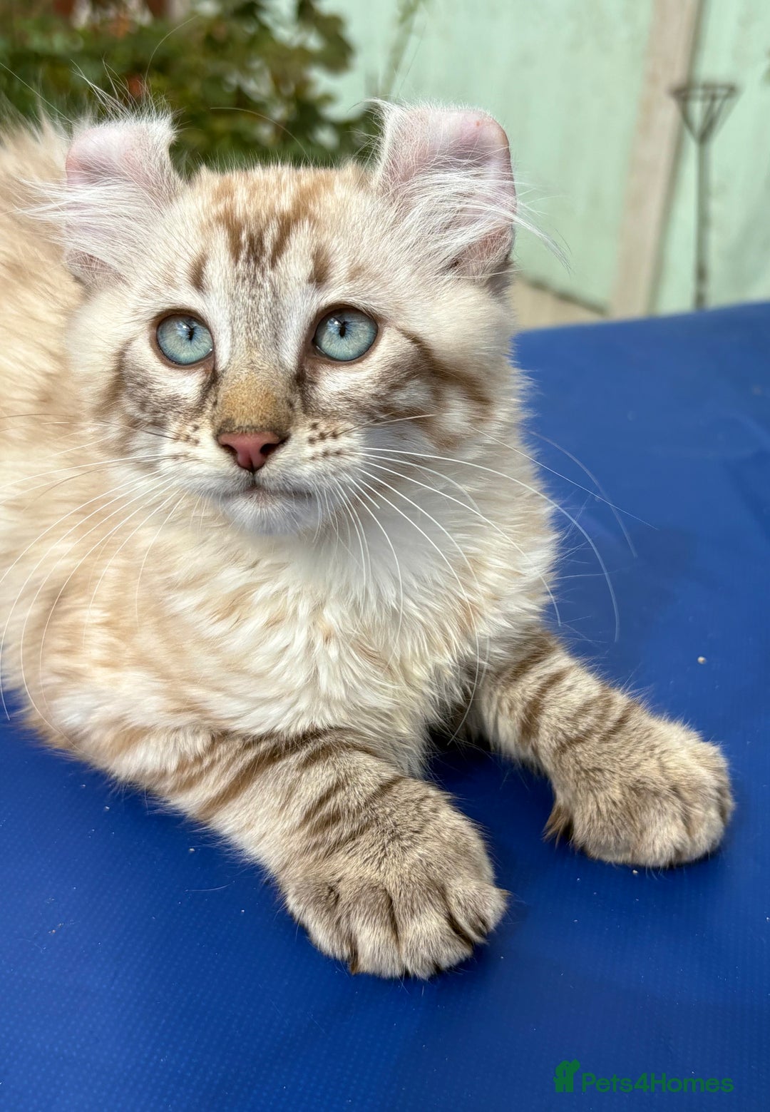 Keetso cats for sale: Stunning polydactyl longhaired snow leopard Keetso - Image 30