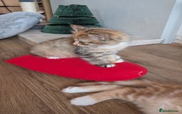 British Longhair cats for sale: 4 Longhaired British mix Kittens  - Image 8