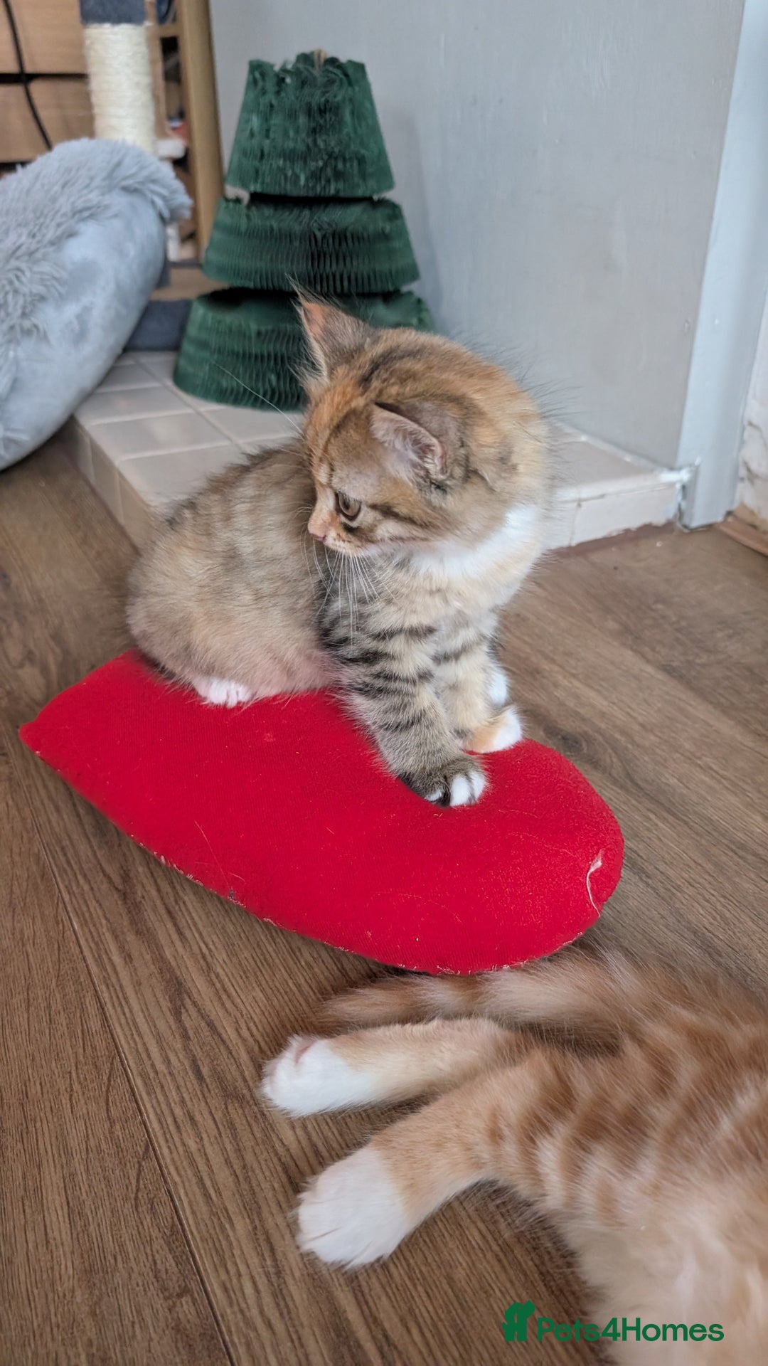 British Longhair cats for sale: 4 Longhaired British mix Kittens  - Image 8