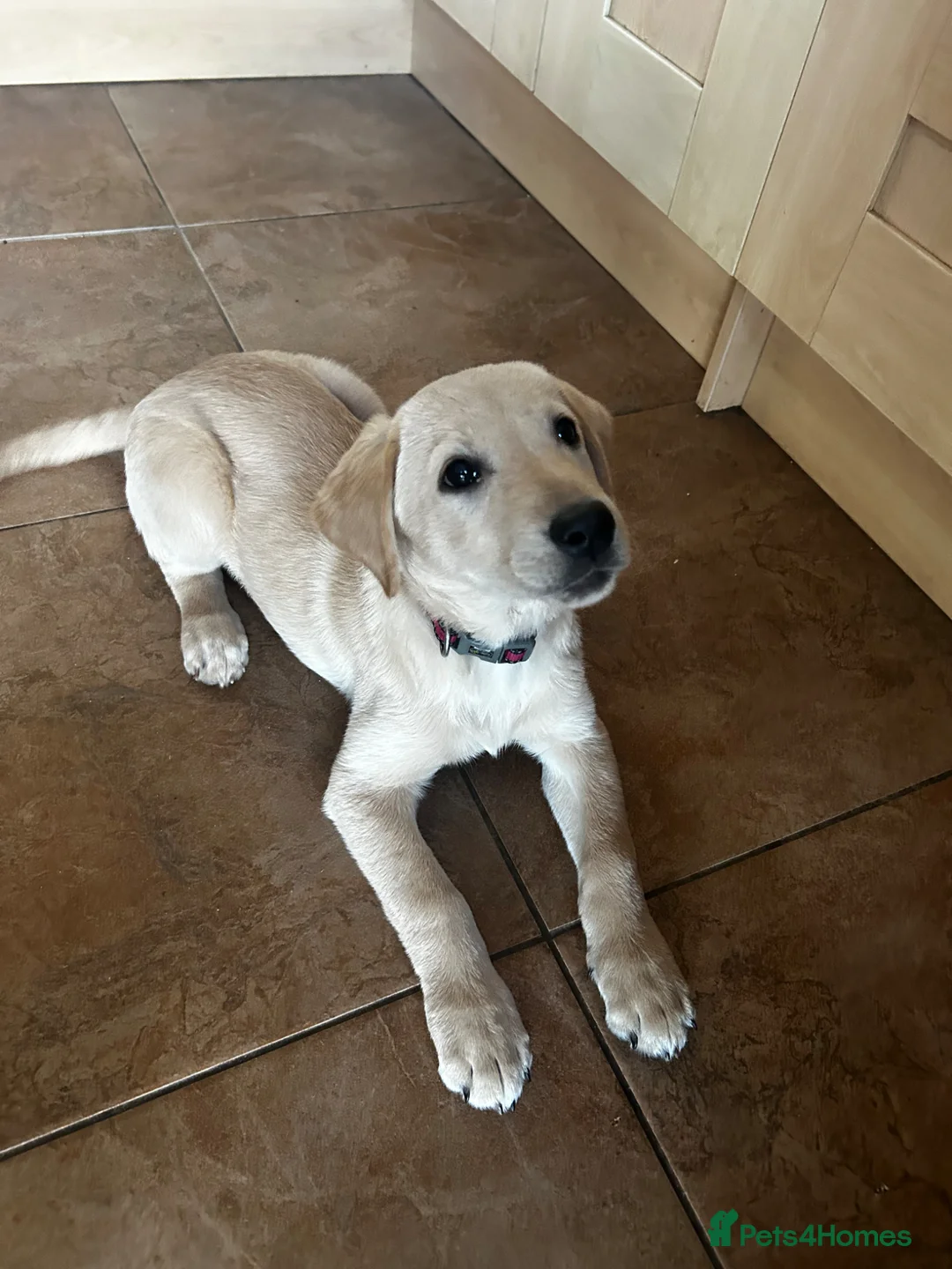 Labrador Retriever dogs for sale: Trained Labrador Retriever for sale  - Advert 1