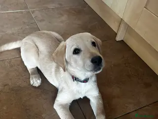 Labrador Retriever dogs Trained Labrador Retriever for sale - Advert 11