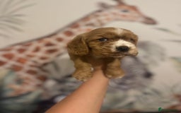Cockalier dogs for sale: Beautiful f1 fully health tested cockaliers - Image 8