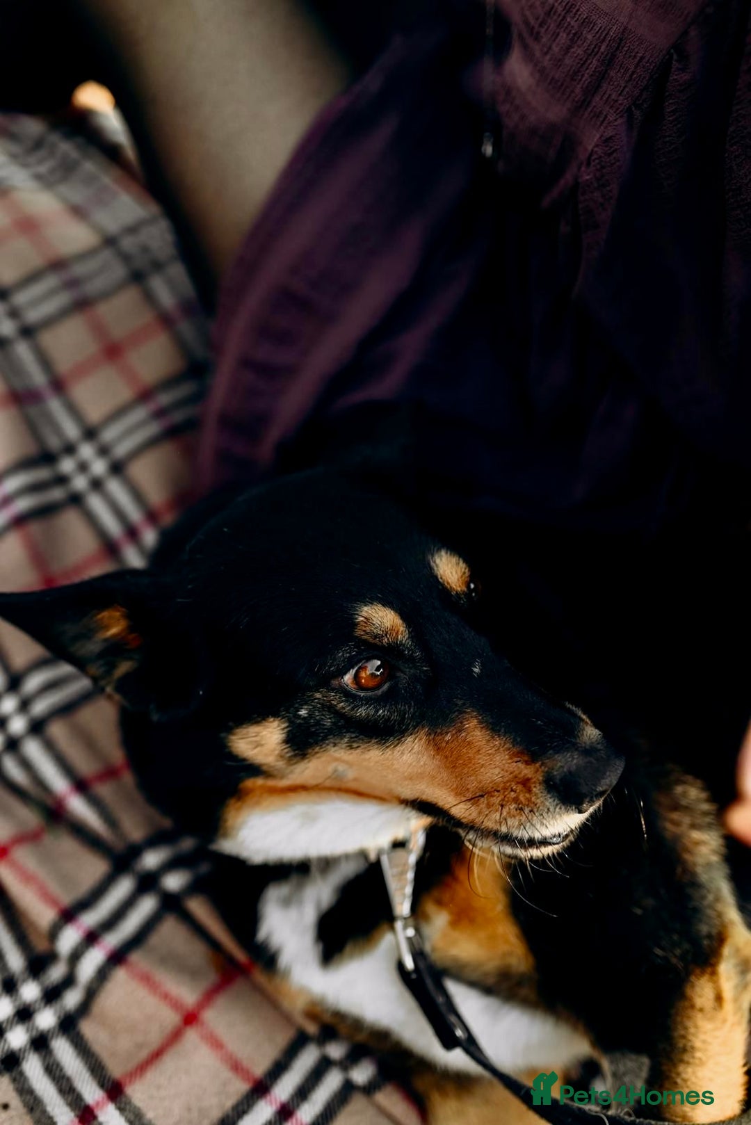 German Shepherd dogs for adoption: 🐾 POPPY – Female German Shepherd - Advert 6