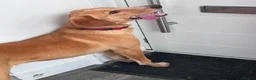 Mixed Breed dogs for adoption: Loki is looking for his forever home  in Whitley Bay - Advert 10