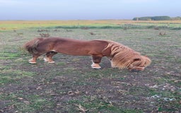 Shetland pony horses for sale: Shetland ponys  - Image 10