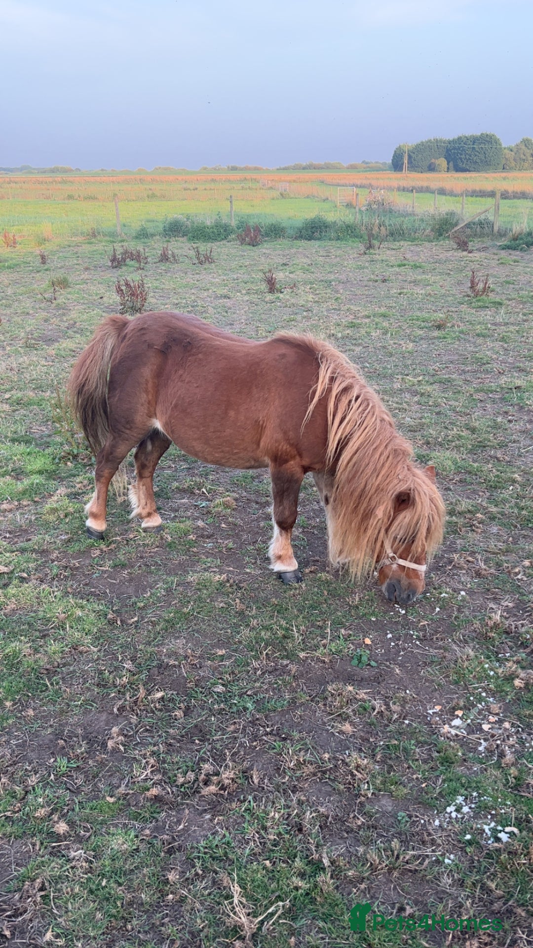 Shetland pony horses for sale: Shetland ponys  - Image 10