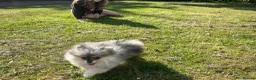 Pomeranian dogs for sale: Tiny calm boy - neutered  - Advert 6