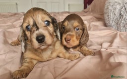 Miniature Dachshund dogs for sale: Long hair minature dachshunds - Image 33