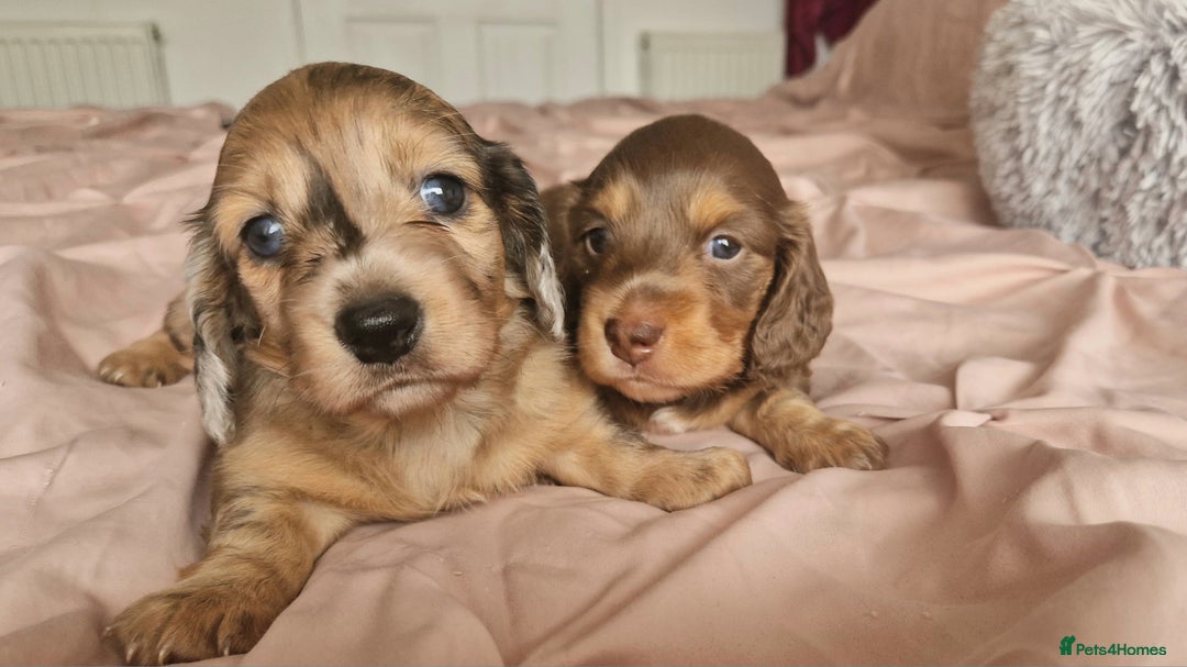 Miniature Dachshund dogs for sale: Long hair minature dachshunds - Image 33