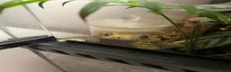 Gecko reptiles for sale: Crested Gecko  - Advert 2
