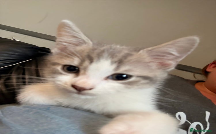 Mixed Breed cats - Advert 1