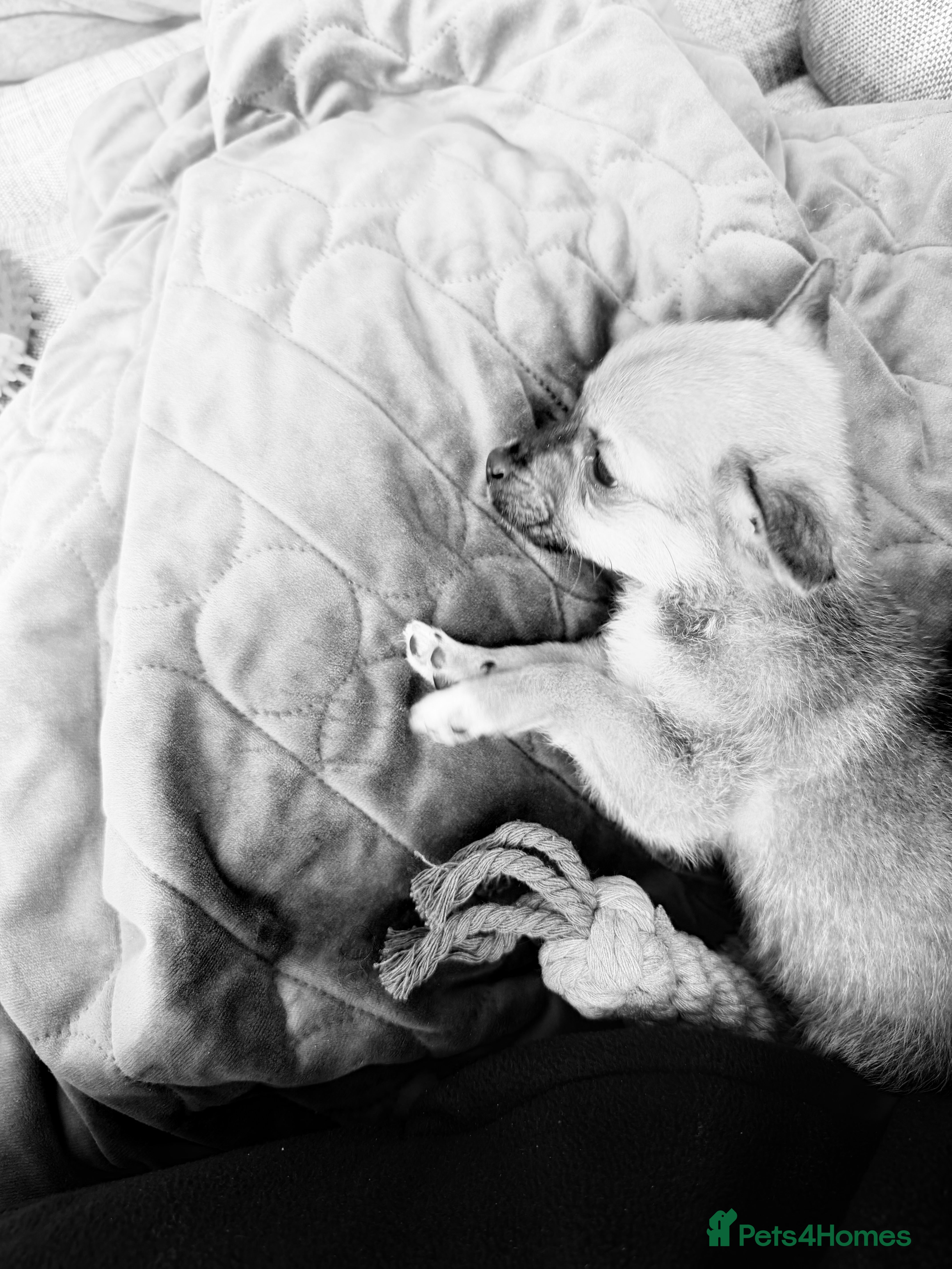 Pomchi dogs Pomchi Puppy – Urgent Loving Home Needed - Advert 14