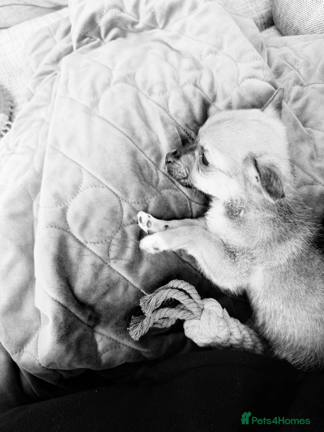 Pomchi dogs for sale: Pomchi Puppy – Urgent Loving Home Needed - Advert 1