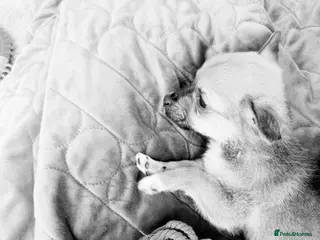 Pomchi dogs Pomchi Puppy – Urgent Loving Home Needed - Advert 1