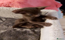 Oriental cats for sale: Full Pedigree Oriental 3 Kittens XL size ears GCCF - Image 36