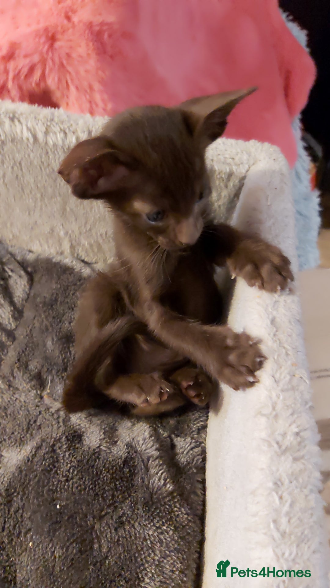 Oriental cats for sale: Full Pedigree Oriental 3 Kittens XL size ears GCCF - Image 36