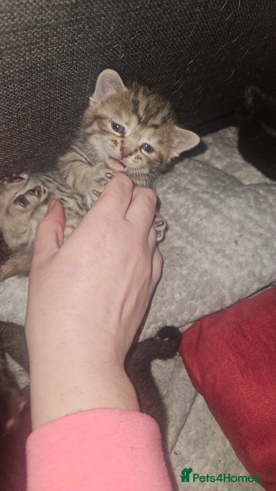 Mixed Breed cats for sale: Mixed breed kittens, mum half bengal - Advert 6