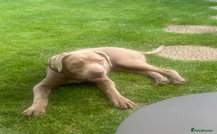 Cane Corso dogs - Advert 1