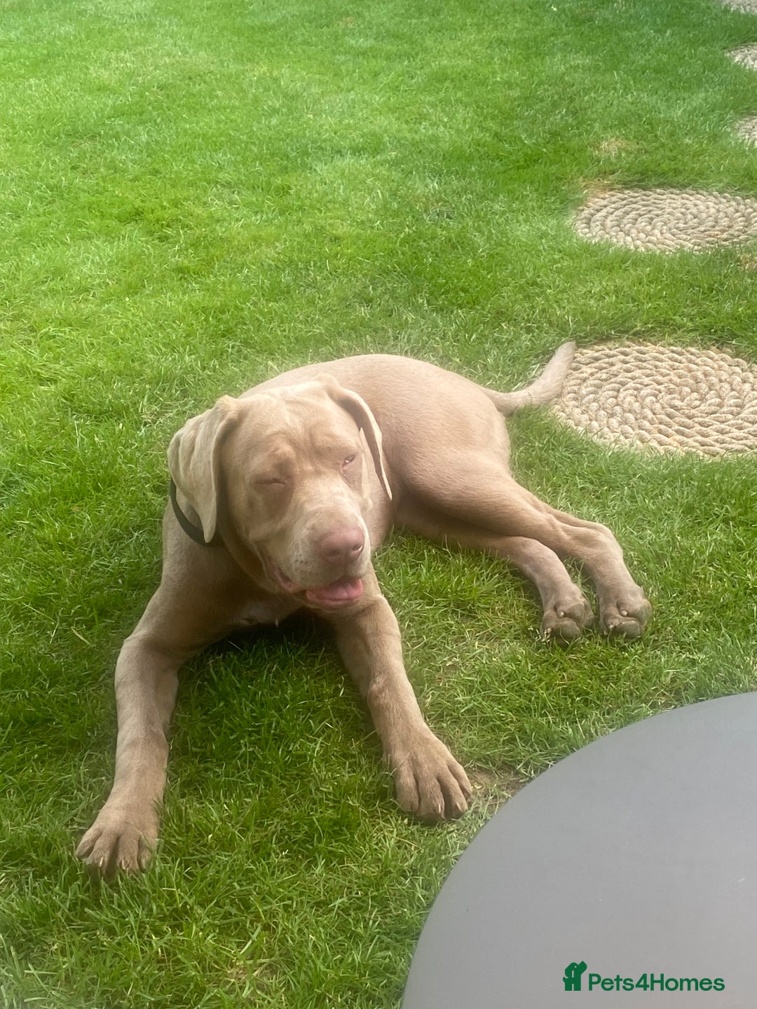 Cane Corso dogs for sale: Cane corso female  - Image 1