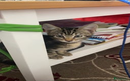 Mixed Breed cats for sale: 6 friendly tabby kittens - Image 17