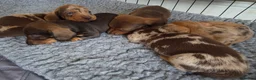 Miniature Dachshund dogs for sale: Beautiful Miniature Dachshund PuppiesSmooth Coated - Advert 5