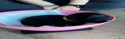 Labrador Retriever dogs for sale: Beautiful litter of Black Labradors  - Advert 13