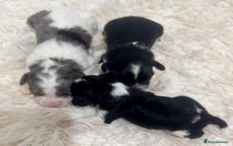 Cavapoo dogs for sale: F1 toy cavapoo extensively health tested  - Image 4