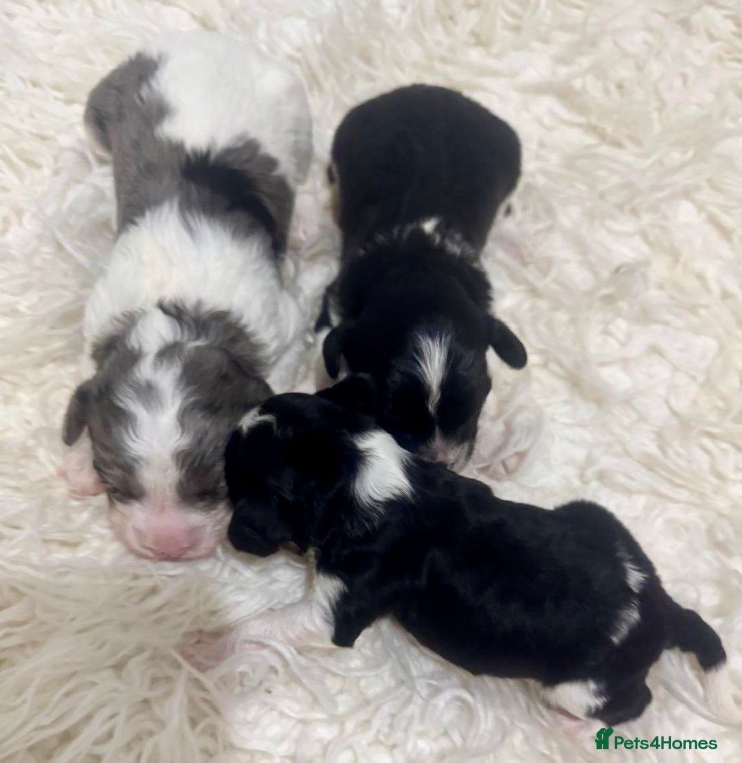 Cavapoo dogs for sale: F1 toy cavapoo extensively health tested  - Image 4