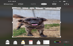 Mixed Breed dogs for adoption: 🆘‼️AT RISK OF BEING EUTHANISED! - Image 3