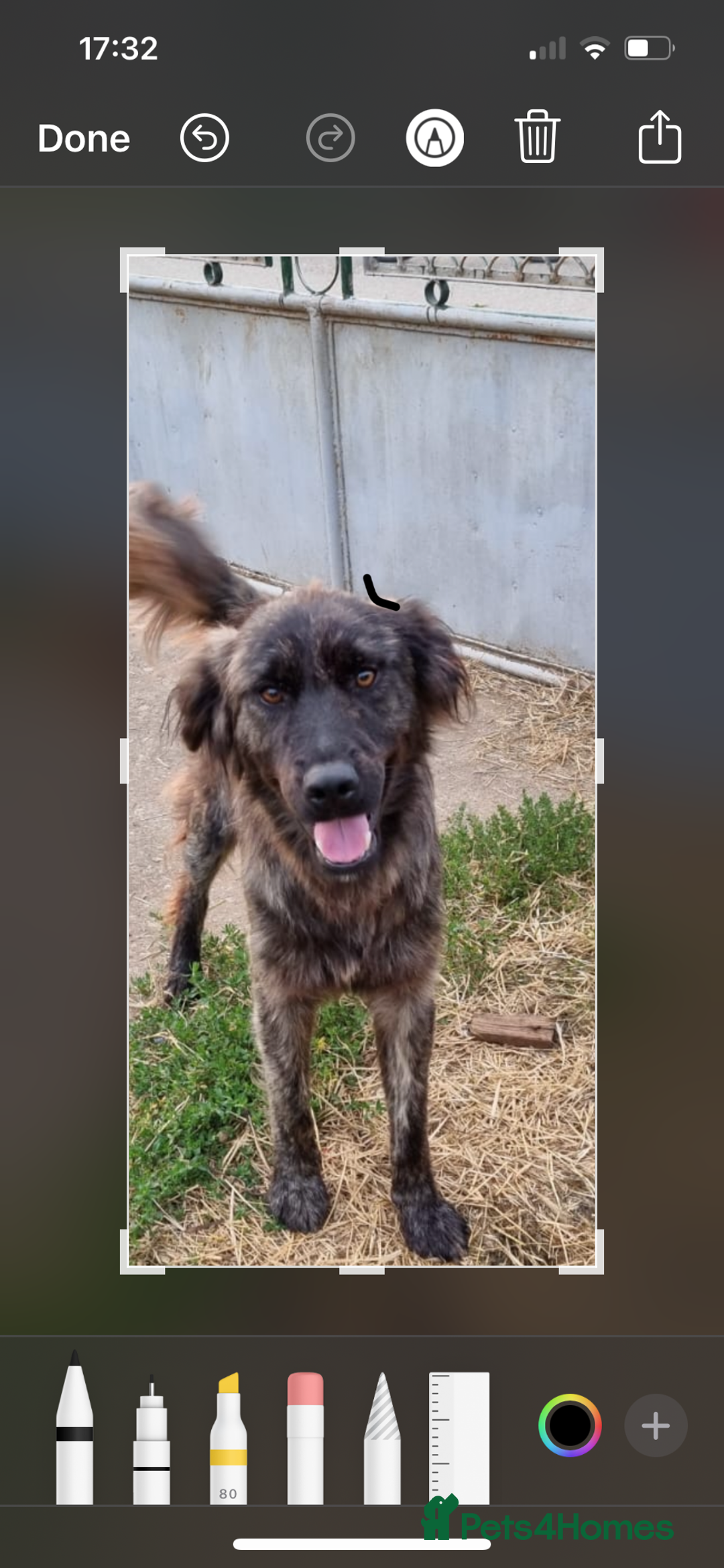 Mixed Breed dogs for adoption: 🆘‼️AT RISK OF BEING EUTHANISED! - Image 3