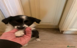 Border Collie dogs for sale: Border Collie Puppies - Image 5