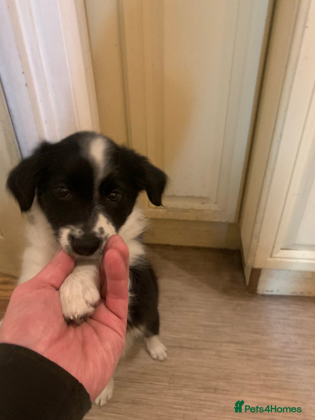 Border Collie dogs for sale: Border Collie Puppies - Image 5