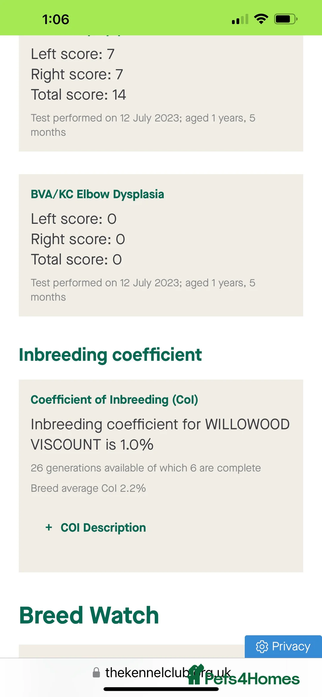 Standard Poodle dogs for stud: DNA & Hip scored KC reg Standard Poodle for Stud in Welshpool - Advert 6