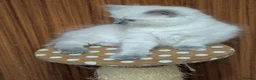 Ragdoll cats for sale: Ragdoll kitten  - Advert 13