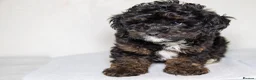 Havapoo dogs for sale: 3 Havapoo. 5 star breeder. - Advert 16