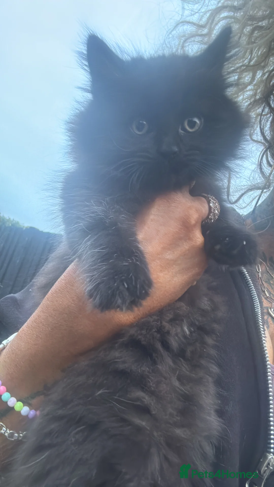 Mixed Breed cats for sale: Ready now 2 kittens left  in Chelmsford - Advert 11