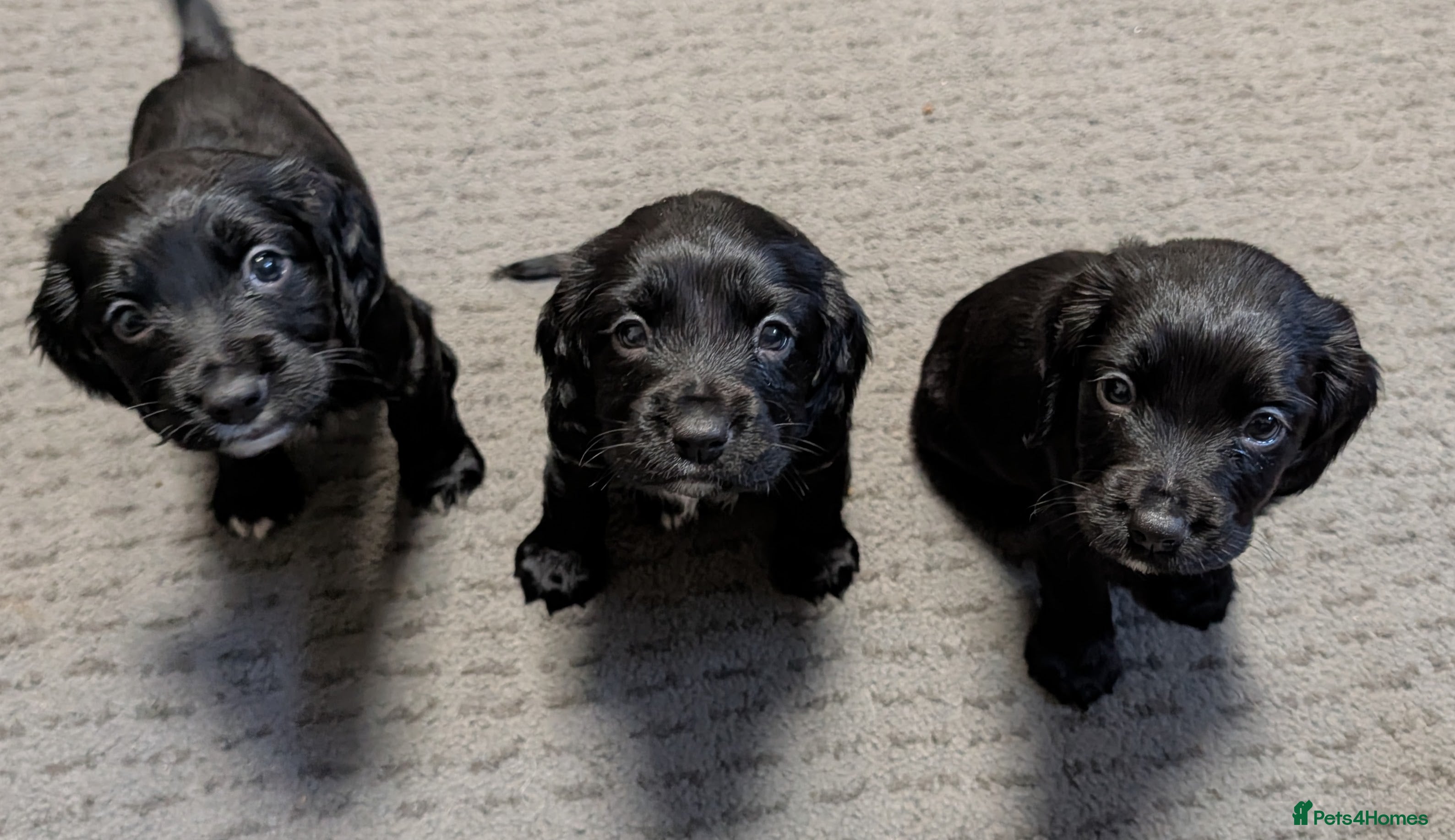 Sprocker dogs READY IN 1 WEEK! Beautiful sprokers  - Advert 4